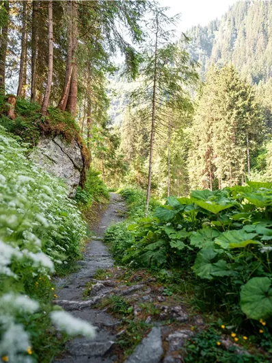 A picturesque hiking trail, surrounded by tall trees and lush vegetation. Green plants and white flowers line the path in this idyllic landscape.
