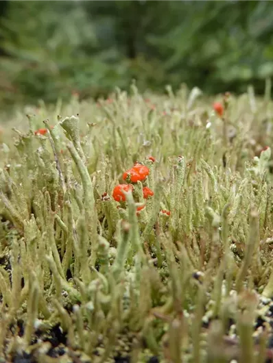 A group of moss-like plants with small red dots. The scene conveys a natural and green environment.