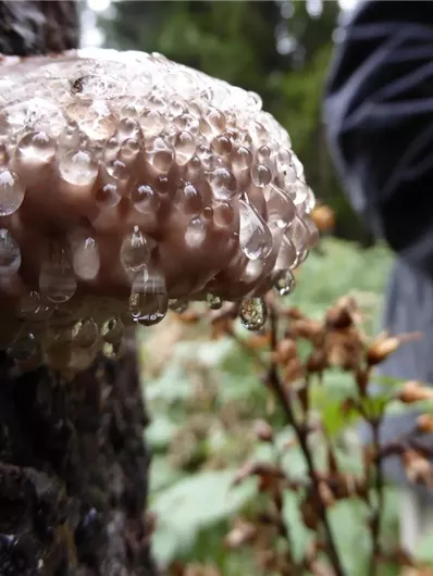 A mushroom grows on a tree trunk and is covered with water droplets. The surroundings are green and natural.