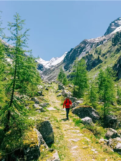A hiker is wearing a red jacket and walking on a path through a green, wooded mountain landscape. In the background, snowy mountains can be seen under a clear blue sky.