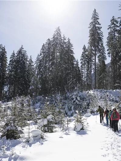 Eine verschneite Landschaft mit hohen Bäumen und Fußspuren im Schnee. Wanderer genießen die klare, sonnige Winterluft.