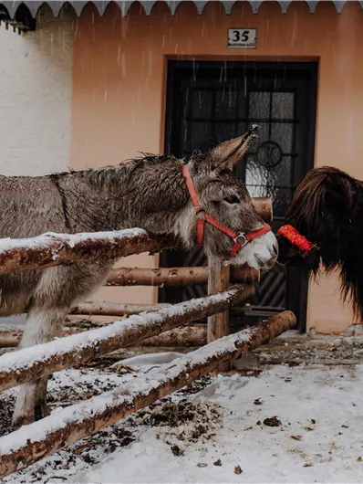 Een ezel en een klein zwart dier staan bij een stal. Op de grond ligt sneeuw en de dieren zijn versierd met kleurrijke accessoires.