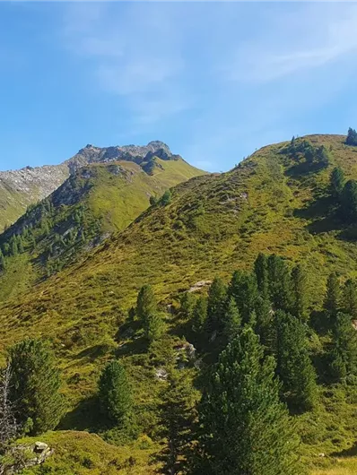 Ein wunderschöner Berg mit grünen Wiesen und Nadelbäumen. Der Himmel ist klar und blau, perfekt für einen Ausblick in die Natur.