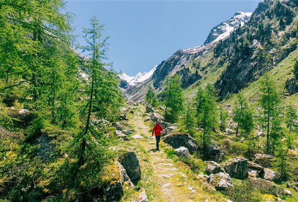 Een wandelaar draagt een rode jas en loopt over een pad door een groene, beboste berglandschap. Op de achtergrond zijn besneeuwde bergen onder een heldere blauwe lucht te zien.