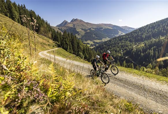 Fietsers rijden over een grindpad door een bos. De omgeving is groen en zonnig.