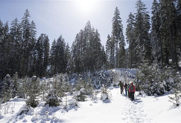 Eine verschneite Landschaft mit hohen Bäumen und Fußspuren im Schnee. Wanderer genießen die klare, sonnige Winterluft.