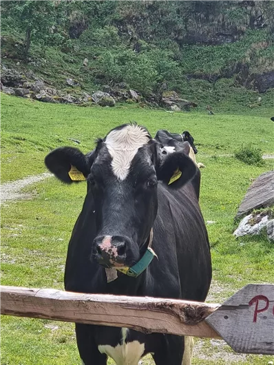 Eine schwarz-weiße Kuh steht nahe einem Zaun auf einer grünen Wiese. Im Hintergrund sind Bäume und Felsen zu sehen.