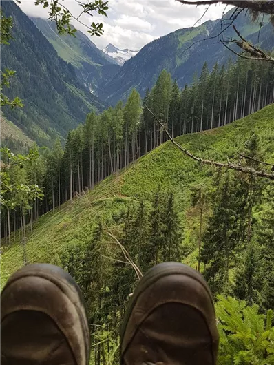 Ein malerisches Tal mit hohen Bäumen und Bergen im Hintergrund. Die Aussicht vermittelt Ruhe und Naturverbundenheit.