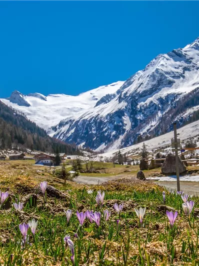 Eine malerische Berglandschaft mit schneebedeckten Gipfeln und bunten Krokussen im Vordergrund. Der klare blaue Himmel ergänzt die Schönheit der Natur.