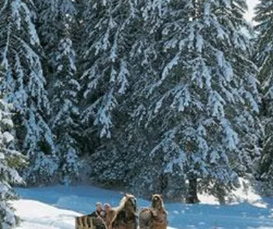 Ein verschneiter Wald mit hohen Tannenbäumen. Ein Schlitten, gezogen von Hunden, fährt durch die weiße Landschaft.