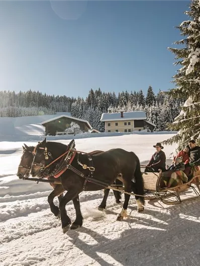 A horse-drawn sleigh ride through a snow-covered landscape. The sun is shining and there are pine trees visible in the background.
