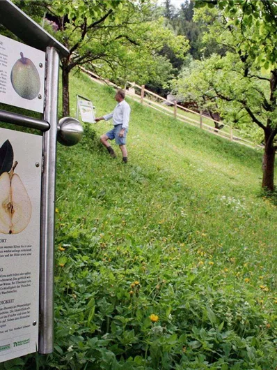 An orchard with several people picking trees. Information about the types of fruit is posted on a fence.