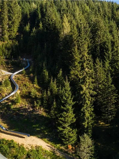 Ein geschwungener Pfad durch einen dichten Wald. Die Bäume sind hoch und grün, umgeben von einer ruhigen Naturlandschaft.
