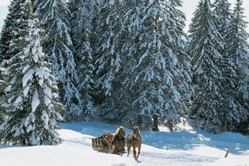 A snow-covered forest with tall fir trees. A sled pulled by dogs travels through the white landscape.