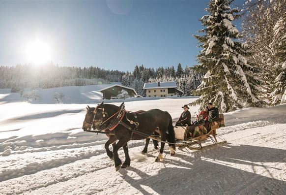 A horse-drawn sleigh ride through a snow-covered landscape. The sun is shining and there are pine trees visible in the background.