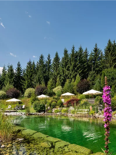 Ein schöner Teich mit grünem Wasser, umgeben von Bäumen und bunten Blumen. Im Hintergrund sind sonnige Liegen unter Sonnenschirmen zu sehen.