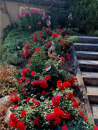 A blooming garden with red roses along a stone staircase. In the background, green shrubs can be seen.