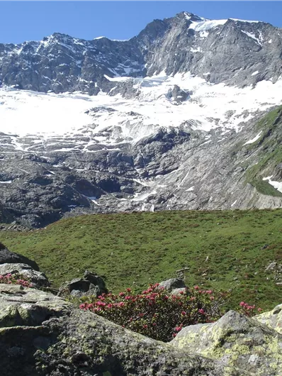 Eine beeindruckende Berglandschaft mit schneebedeckten Gipfeln und grünen Wiesen. Im Vordergrund sind Felsen und kleine Pflanzen zu sehen.