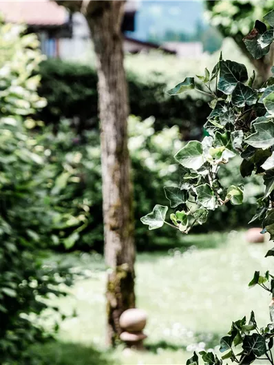 Een rustige tuin met weelderig groen loof en een boom in het midden. De sfeer voelt ontspannen en natuurlijk aan.