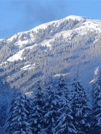 Een met sneeuw bedekte berg met dennenbomen op de voorgrond. De lucht is helder en blauw.