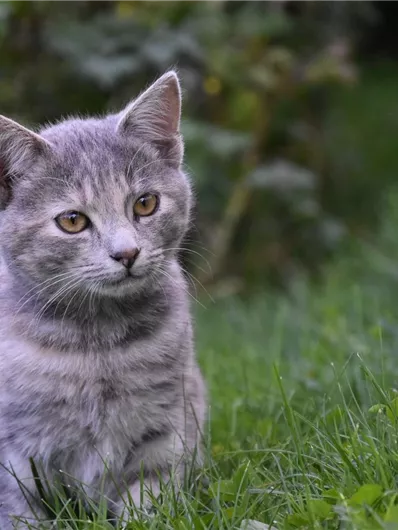 Eine graue Katze sitzt im Gras und schaut aufmerksam. Die Umgebung ist grün und beruhigend.