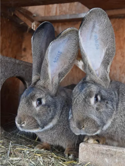Zwei Kaninchen mit großen Ohren sitzen in ihrem Gehege. Sie sind grau und schauen neugierig in die Kamera.