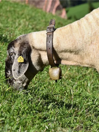Eine Ziege frisst Gras auf einer grünen Wiese. Sie trägt ein Halsband mit einer Glocke und hat ein gelbes Ohrmarke.