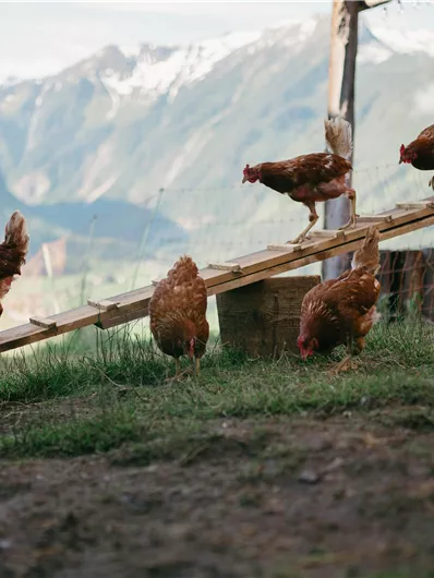 Mountain Farmer's Favorite Chickens