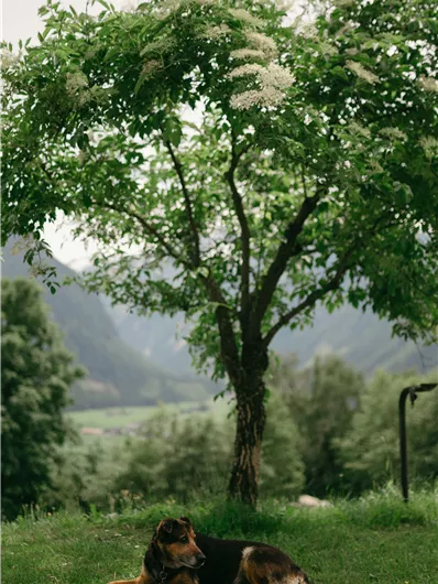 MountainBaur Favorite Dog Lilo