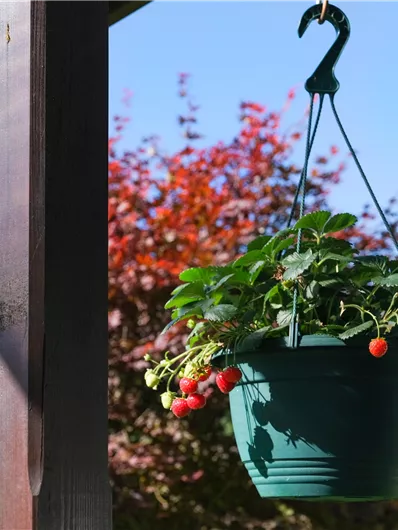 A hanging flower pot with strawberries on a wooden beam. In the background, colorful trees and mountains can be seen.