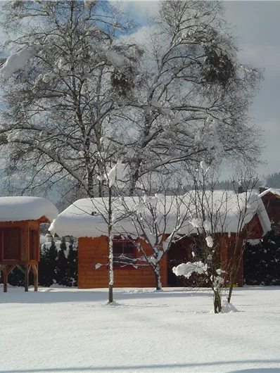 A snowy landscape with a wooden house and a snow-covered tree. The sky is partly cloudy and the surroundings appear calm and wintry.