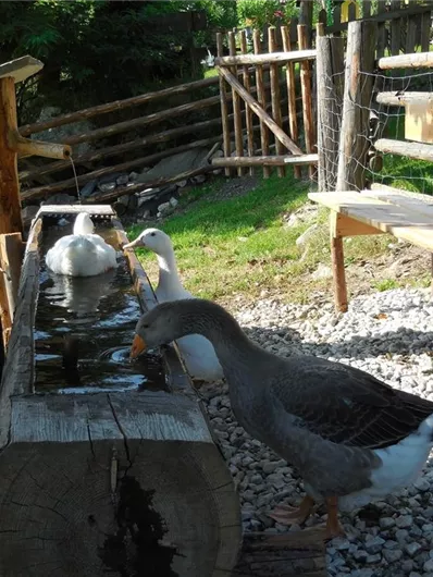 Eine Gans und eine Ente trinken aus einem kleinen Wasserlauf. Im Hintergrund sind Bänke und ein eingezäunter Bereich zu sehen.