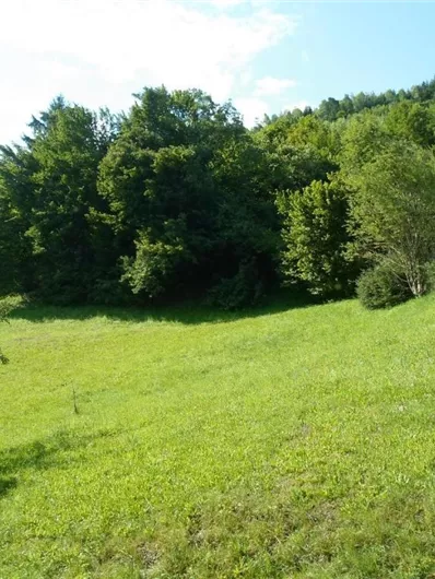 Een groen weiland met veel planten en bomen op de achtergrond. De lucht is helder en de zon schijnt.