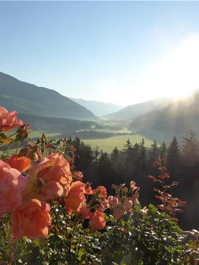 Eine malerische Landschaft mit blühenden Rosen im Vordergrund. Die Sonne geht über den Bergen auf und taucht das Tal in warmes Licht.