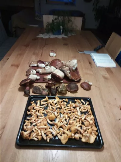 Een houten tafel met een verscheidenheid aan paddenstoelen. Op een plaat liggen veel kleine chanterelles, terwijl andere grotere paddenstoelen over de tafel verspreid zijn.