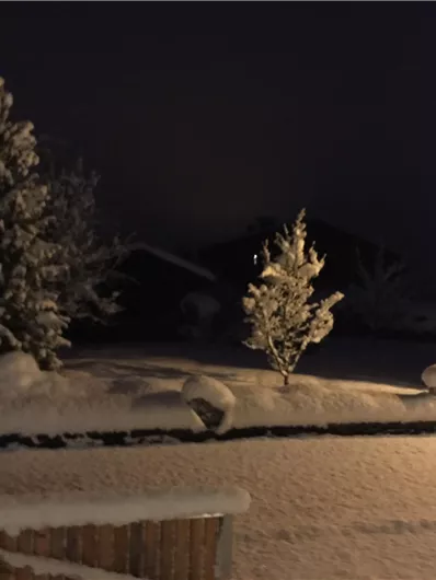 A snowy landscape at night with tall, snow-covered trees. Gentle light illuminates the delicate snow on the ground.