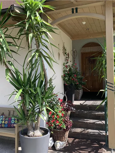 An inviting entrance area with large plants and colorful flowers. The staircase leads to the front door under a covered area.