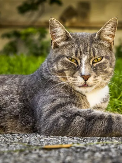 Een grijsgestreepte kat ligt ontspannen op een stenen pad. Op de achtergrond zijn groene grassen zichtbaar.