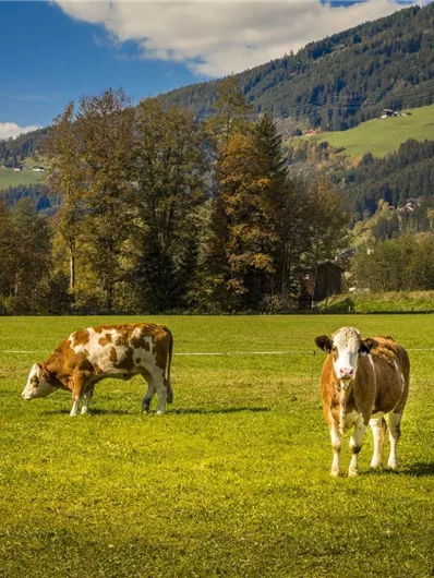 Een groen weiland met twee koeien die vredig grazen. Op de achtergrond zijn heuvels en bomen te zien, onder een blauwe lucht met enkele wolken.