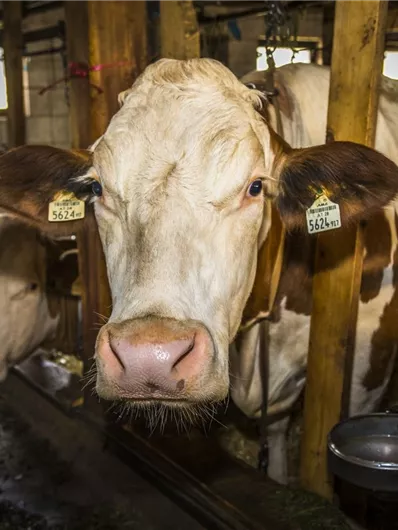 Een koe in de stal met een ander dier op de achtergrond. De wanden zijn van hout en de omgeving is landelijk.