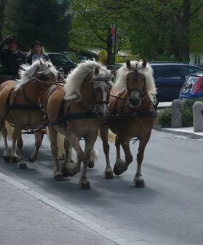 Drei Pferde ziehen eine Pferdekutsche auf einer ruhigen Straße. Im Hintergrund sind Bäume und geparkte Autos zu sehen.
