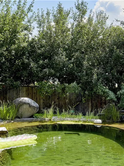 Een rustige tuin met een natuurlijke zwemvijver en weelderige vegetatie. Grote stenen en een houten terras creëren een ontspannen sfeer.