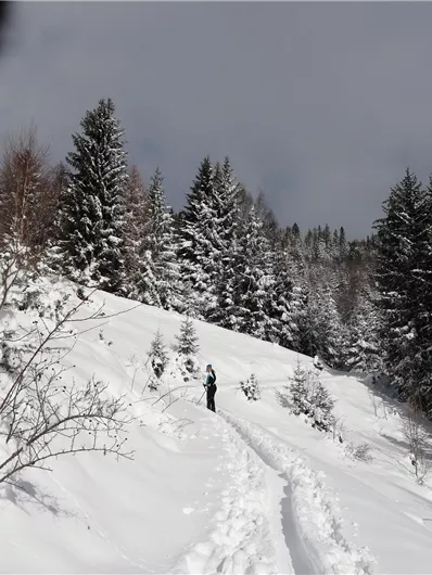 Een besneeuwd bos met hoge dennenbomen. Een persoon loopt een pad door de sneeuw.