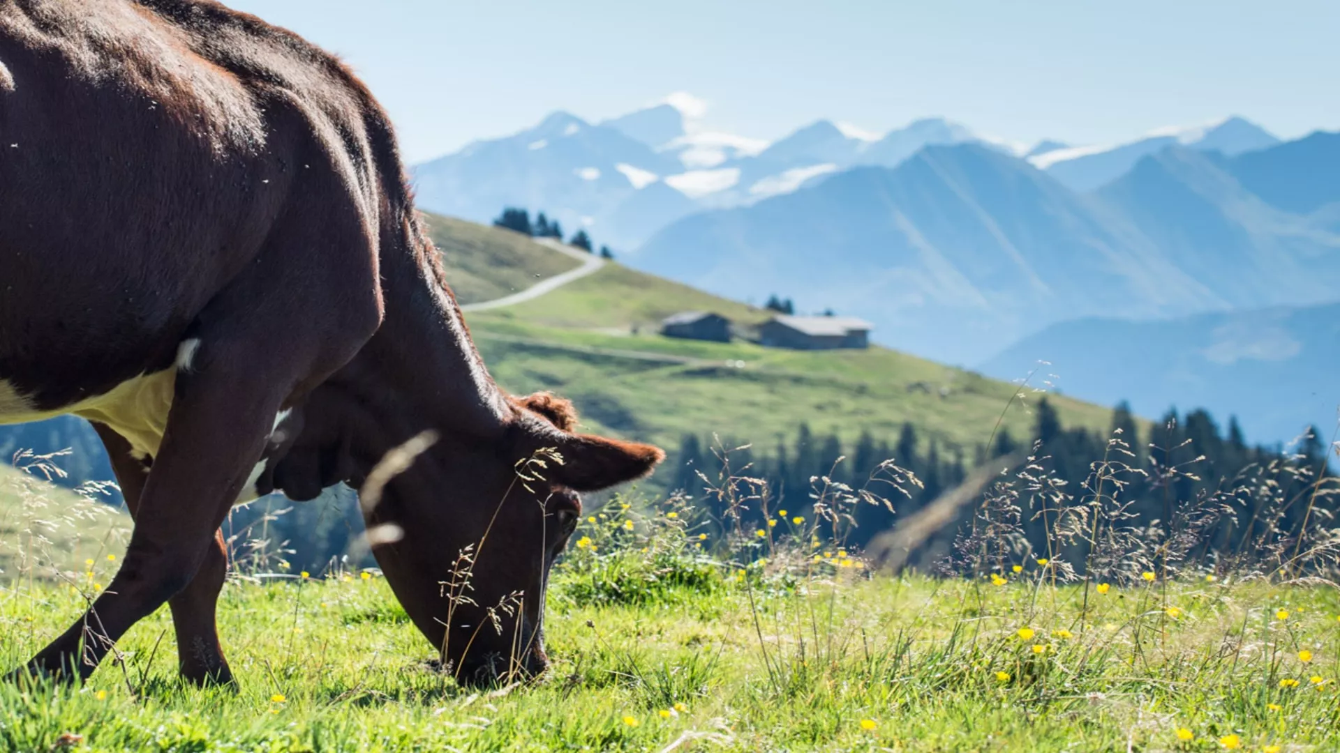 Bramberg: 4G Baumgartenalm - Flecklalm -Bergstation Wildkogelbahn