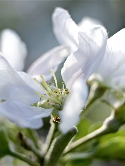 Apfelblüte