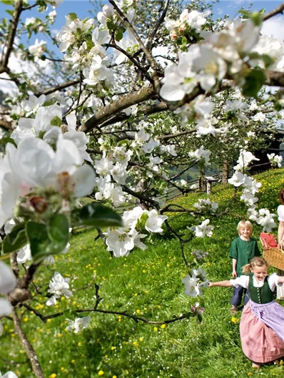 Apfelblüten