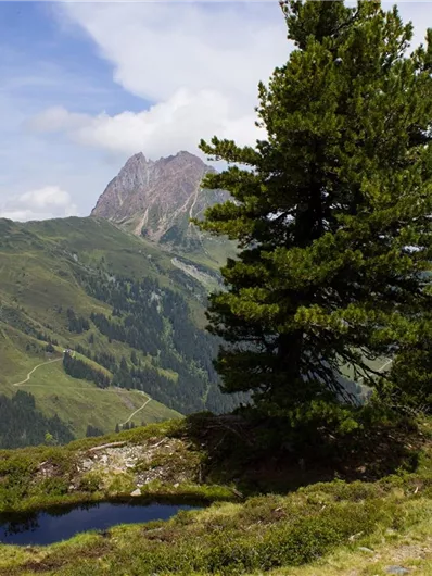 Blick auf den "Großen Rettenstein"