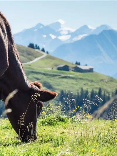 Bramberg: 4G Baumgartenalm - Flecklalm -Bergstation Wildkogelbahn