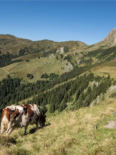 Bramberg: 4I Plattwald