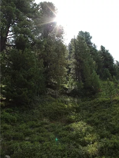 Der Zirbenweg am Wildkogel